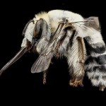 USGSMacroBees11-8×6.jpg