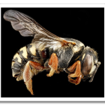 USGSMacroBees12.png