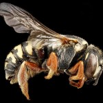 USGSMacroBees12-8×6.jpg