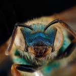 USGSMacroBees2-8×6.jpg