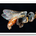 USGSMacroBees3.png