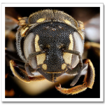 USGSMacroBees4.png