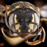 USGSMacroBees4-8×6.jpg