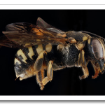 USGSMacroBees5.png