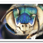 USGSMacroBees7.png