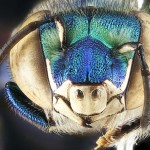 USGSMacroBees7-8×6.jpg