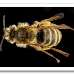 USGSMacroBees8.png