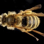 USGSMacroBees8-8×6.jpg