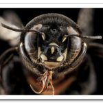 USGSMacroBees9.png