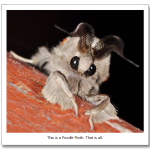 Venezuelan-Poodle-Moth.png