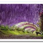 Wisteria-Tunnel-3.png