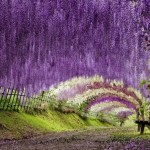 Wisteria-Tunnel-3-8×6.jpg
