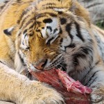 Tiger-eating-meat.jpg