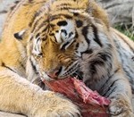 Tiger-eating-meat_thumb.jpg
