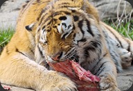 Tiger eating meat