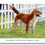 132dogastiger.png