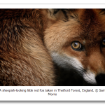 s_n01_12229601.png