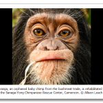 s_n06_11229445.png