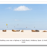 s_n35_08228746.png
