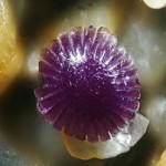 Dr.-Gary-Greenber-Microscopic-Sand-3a-8×6.jpg