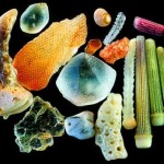 Dr.-Gary-Greenber-Microscopic-Sand-5-8×6.jpg
