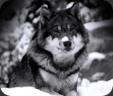 wild-wolf-super-hd-2-0-s-307x512