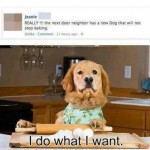 BakingDog8x6.jpg